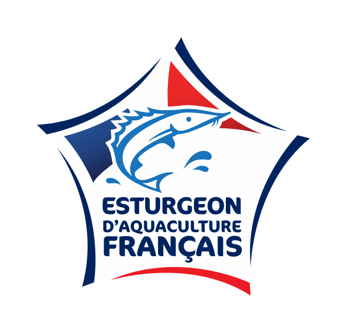 Esturgeon - Acipenser baerii